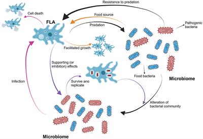 Social life of free-living amoebae in aquatic environment— comprehensive insights into interactions of free-living amoebae with neighboring microorganisms